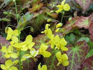 Krpčiarka ´Frohnleiten´ - Epimedium perralchicum ´Frohnleiten´