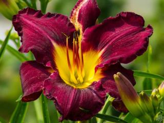 Ľaliovka 'Bela Lugosi' - Hemerocallis 'Bela Lugosi'