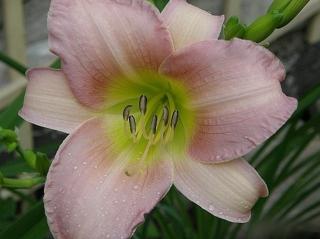 Ľaliovka 'Catherine Woodbury' - Hemerocallis 'Catherine Woodbury'