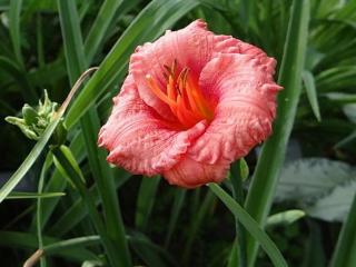 Ľaliovka  'Cosmopolitan' - Hemerocallis 'Cosmopolitan'