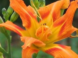 Ľaliovka  fulva ´Kwanso´ - Hemerocallis fulva ´Kwanso´