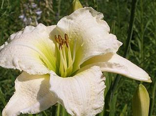 Ľaliovka 'Gentle Shepherd' - Hemerocallis 'Gentle Shepherd'