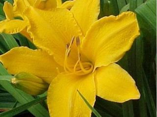 Ľaliovka 'Golden Prize' - Hemerocallis 'Golden Prize'