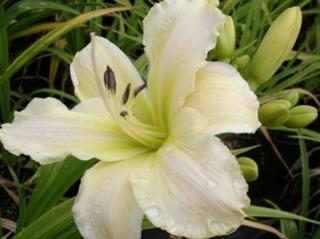 Ľaliovka 'Ice Carnival' - Hemerocallis 'Ice Carnival'