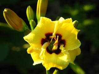 Ľaliovka 'Little Bumble' - Hemerocallis 'Little Bumble'