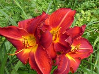 Ľaliovka 'Major Hubal' - Hemerocallis 'Major Hubal'