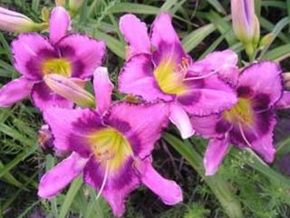 Ľaliovka 'Malgorzata Swierk' - Hemerocallis 'Malgorzata Swierk'