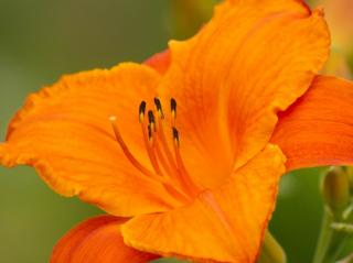 Ľaliovka 'Mauna Loa' - Hemerocallis 'Mauna Loa'