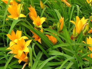 Ľaliovka Middendorfova - Hemerocallis middendorfii