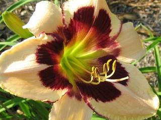 Ľaliovka 'Moonlit Masquerade' - Hemerocallis 'Moonlit Masquerade'