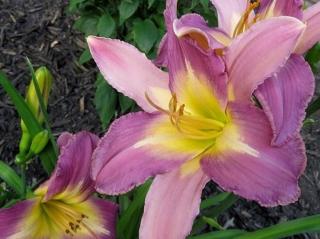 Ľaliovka 'Nile Crane' - Hemerocallis 'Nile Crane'