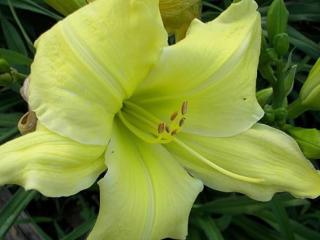 Ľaliovka 'Pale Yellow' - Hemerocallis 'Pale Yellow'