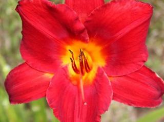 Ľaliovka 'Rahotep' - Hemerocallis 'Rahotep'