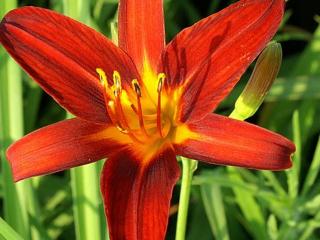 Ľaliovka ´Sammy Russel´ - Hemerocallis 'Sammy Russel'