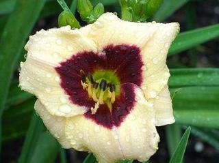 Ľaliovka  'Witch´s Timble' - Hemerocallis 'Witch's Timble'