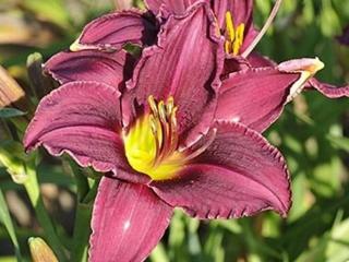 Ľaliovka 'Wroclaw' - Hemerocallis 'Wroclaw'