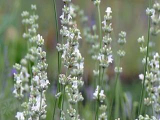 Levanduľa úzkolistá ´Edelweiss´ - Lavandula angustifolia ´Edelweiss´