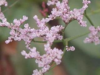 Limonka širokolistá - Limonium latifolium