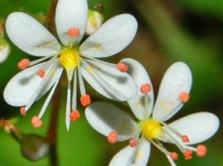 Lomikameň klinolistý - Saxifraga cuneifolia