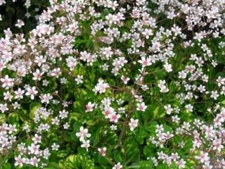 Lomikameň stienny ´Aureopunctata´ - Saxifraga umbrosa ´Aureopunctata´