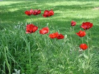 Mak východný ´Brillant´ - Papaver orientale ´Brillant´ Balenie: kontajner p9