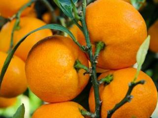 Mandarinka unšiu 'Satsuma'