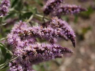 Mäta dlholistá - Mentha longifolia