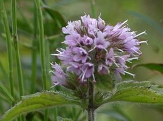 Mäta vodná- Mentha aquatica Balení: kontajner C2