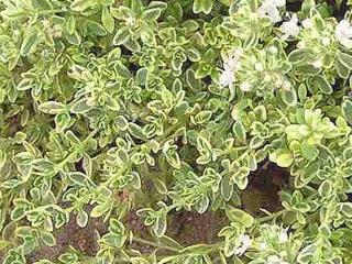 Materina dúška úzkolistá ´Highland Cream´ - Thymus serpyllum ´Highland Cream´