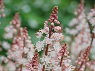 Mitrovnička wherryi - Tiarella wherryi