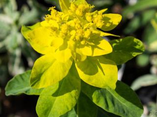 Mliečnik mnohofarebný ´Lacey´ - Euphorbia polychroma ´Lacey´