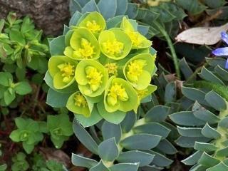 Mliečnik myrtovitý - Euphorbia myrsinites