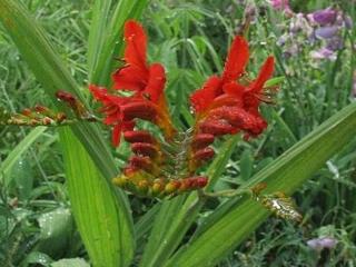 Montbrécia ´Lucifer´ - Crocosmia x crocosmiiflora ´Lucifer´ Balenie: kontajner C2