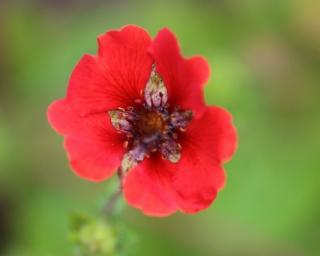 Nátržník tmavočervený 'Gibson Scarlet' - Potentilla atrosanquinea 'Gibson Scarlet' Balenie: kontajner p11