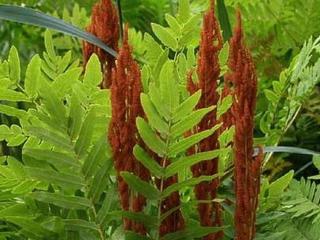 Osmunda kráľovská ´Purpurascens´ - Osmunda regalis 'Purpurascens' Balení: kontejner C2