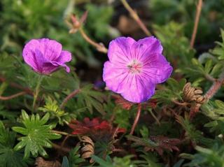 Pakost krvavý 'Vision Violet' - Geranium sanguineum 'Vision Violet' Balení: kontajner C2