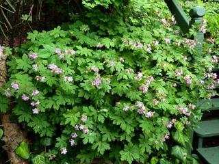 Pakost podzemkatý ´Ingwersen´s Variety´ - Geranium macrorrhizum ´Ingwersen's Variety´