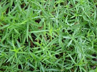 Palina dračia ´Mexico´ - Artemisia dracunculus ´Mexico´