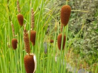 Pálka najmenšia- Typha minima