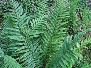 Papraď hrdzavá (syn. Borreri) - Dryopteris affinis (syn. Borreri)