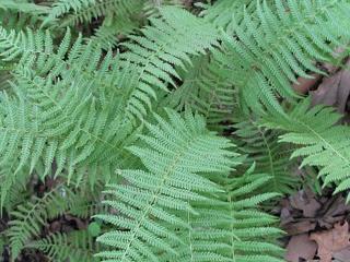 Papraď Sieboldova - Dryopteris sieboldii