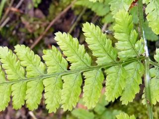 Papraď široká- Dryopteris austriaca