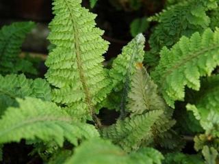 Papraďovec štetinatý ´Congestum´ - Polystichum setiferum ´Congestum´