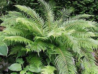 Papraďovec štetinatý- Polystichum setiferum