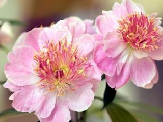 Pivonka čínská 'Do Tell'  - Paeonia lactiflora 'Do tell'