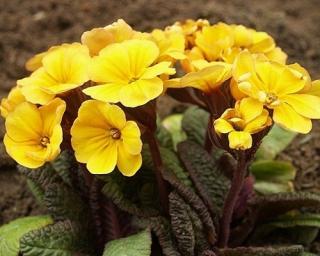 Prvosienka jarná 'Goldnugget Yellow' - Primula veris 'Goldnugget Yellow' Balenie: kontajner p9