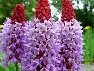 Prvosienka orchideokvetá - Primula vialii Balenie: kontajner p9