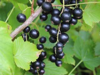 Ríbezľa Cassissima® 'Black Bells'