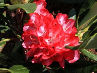 Rododendrón ´Ann Lindsay´ Balenie: kontajner p9