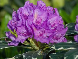 Rododendron ´Anna's Platinum´